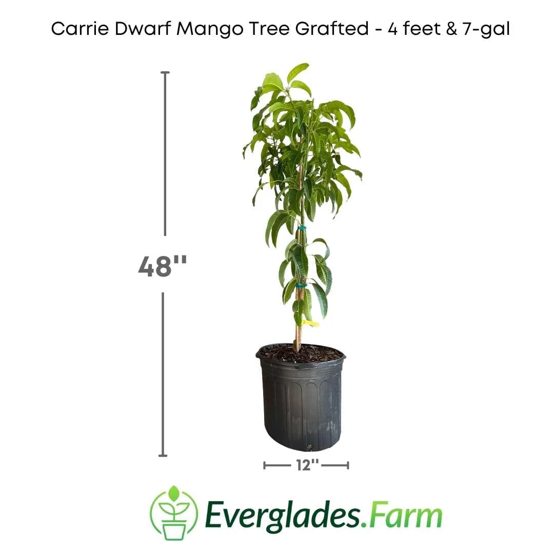 Carrie Dwarf Mango Tree Grafted - Image 5