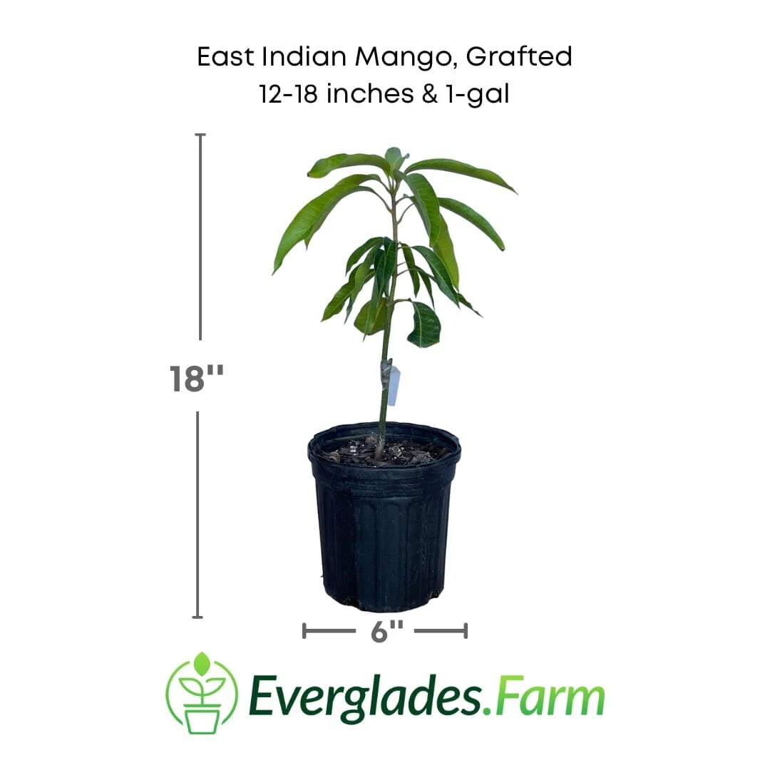 East Indian Mango Tree Grafted - Image 4