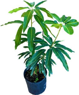 Jahanager Mango Tree Grafted