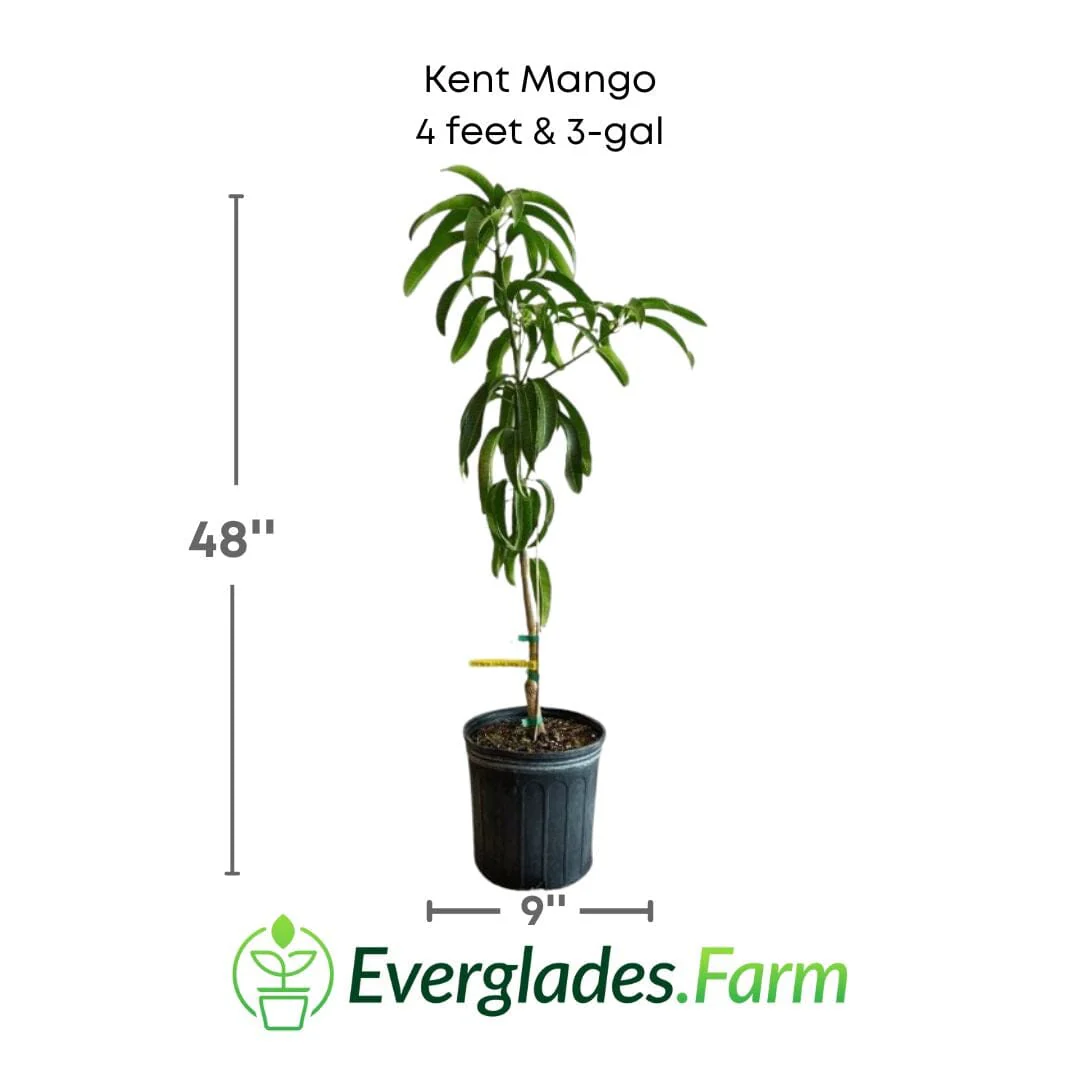 Kent Mango Tree Grafted - Image 3