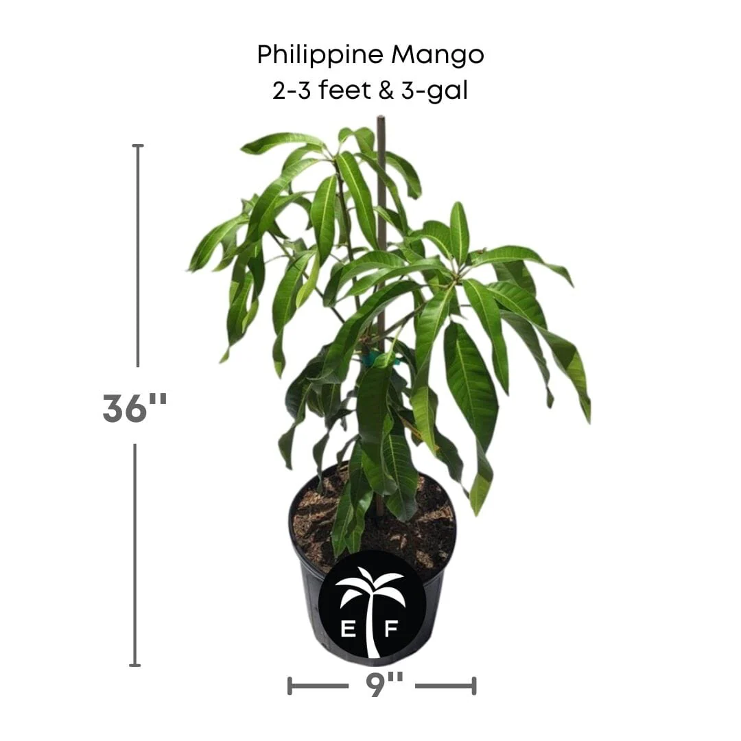 Philippine Filipino Mango Tree, Manila Grafted - Image 3