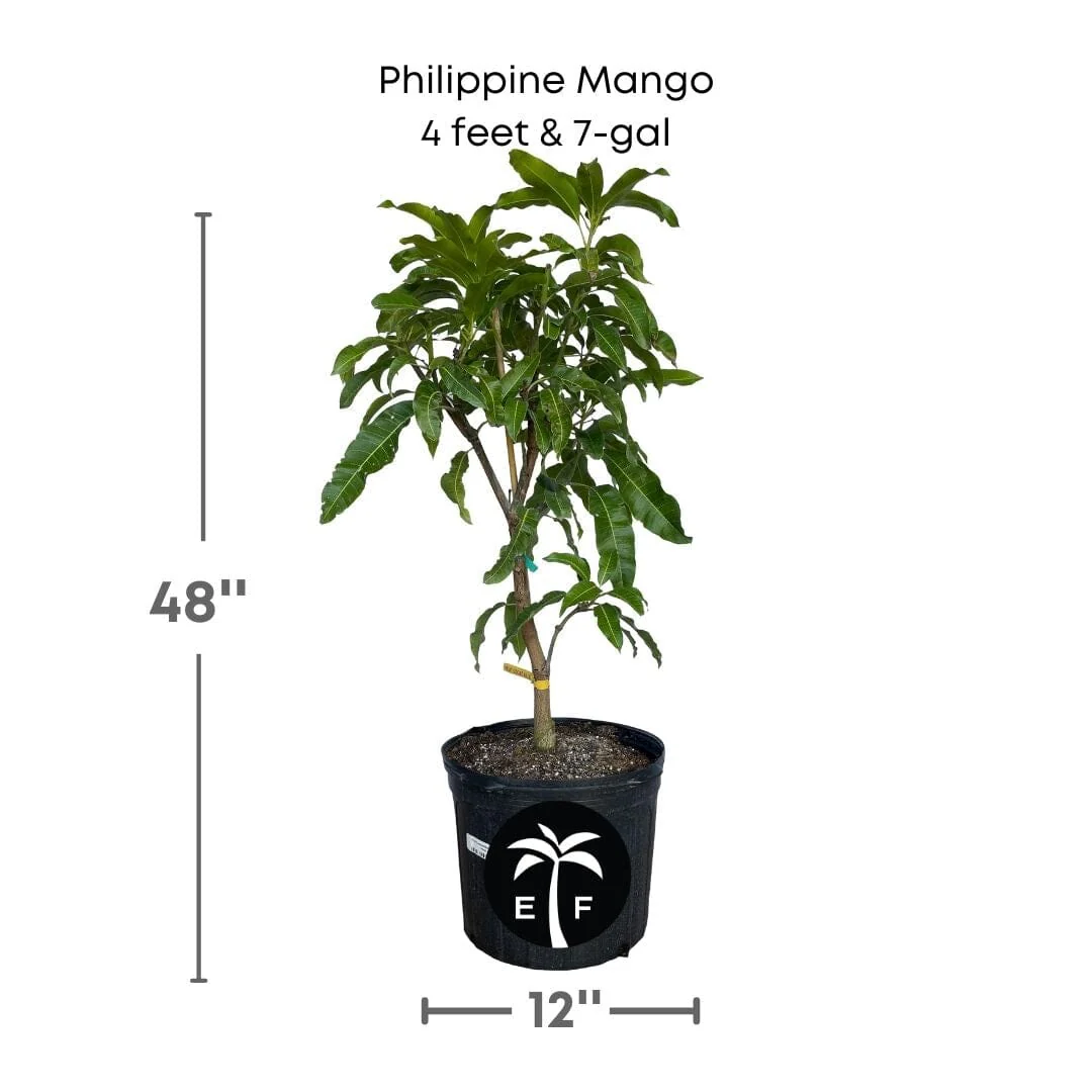 Philippine Filipino Mango Tree, Manila Grafted - Image 5