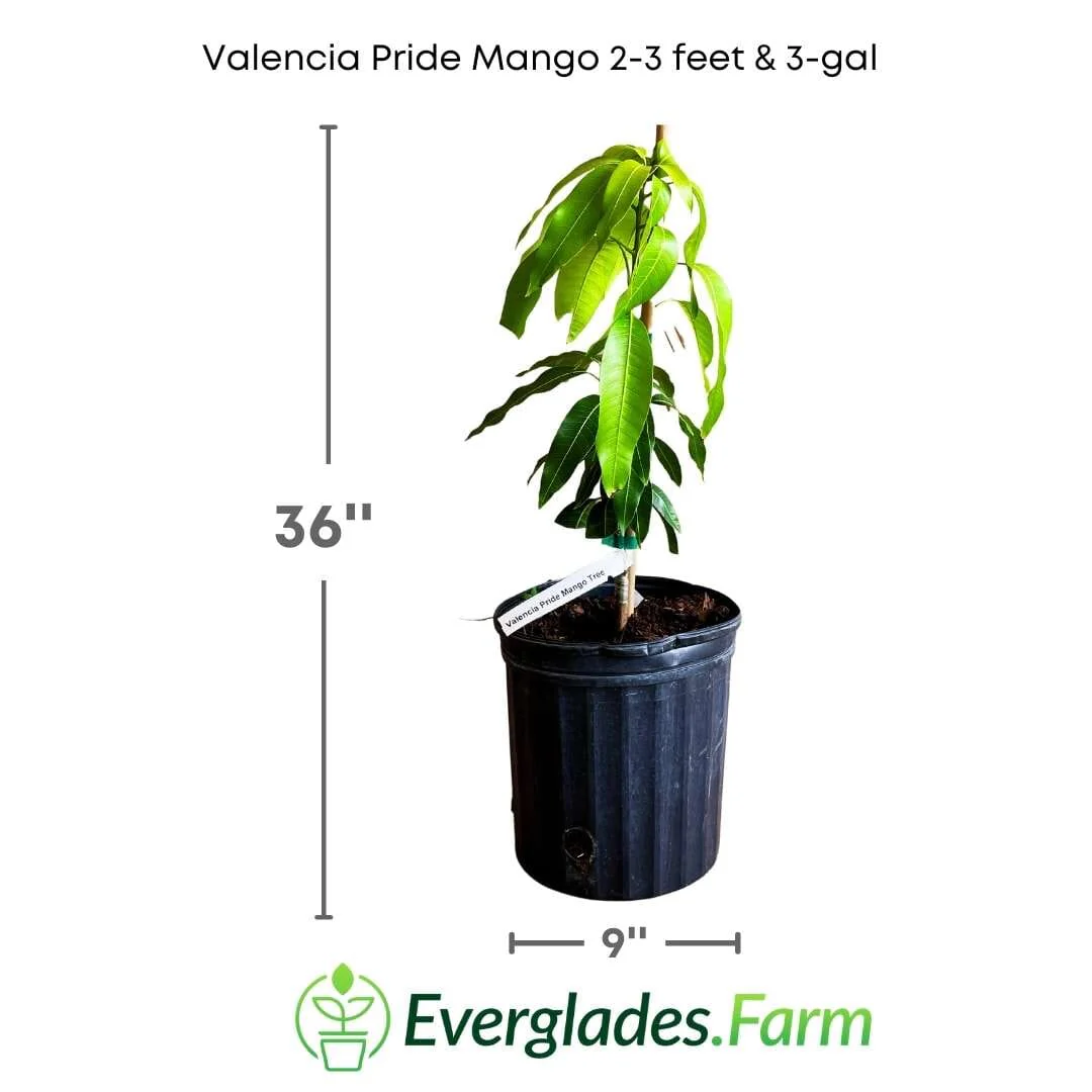 Valencia Pride Mango Tree Grafted - Image 3
