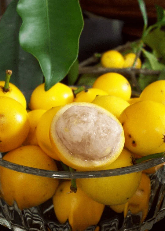 Lemon Drop Mangosteen, Sour – Tropical Fruit Plant