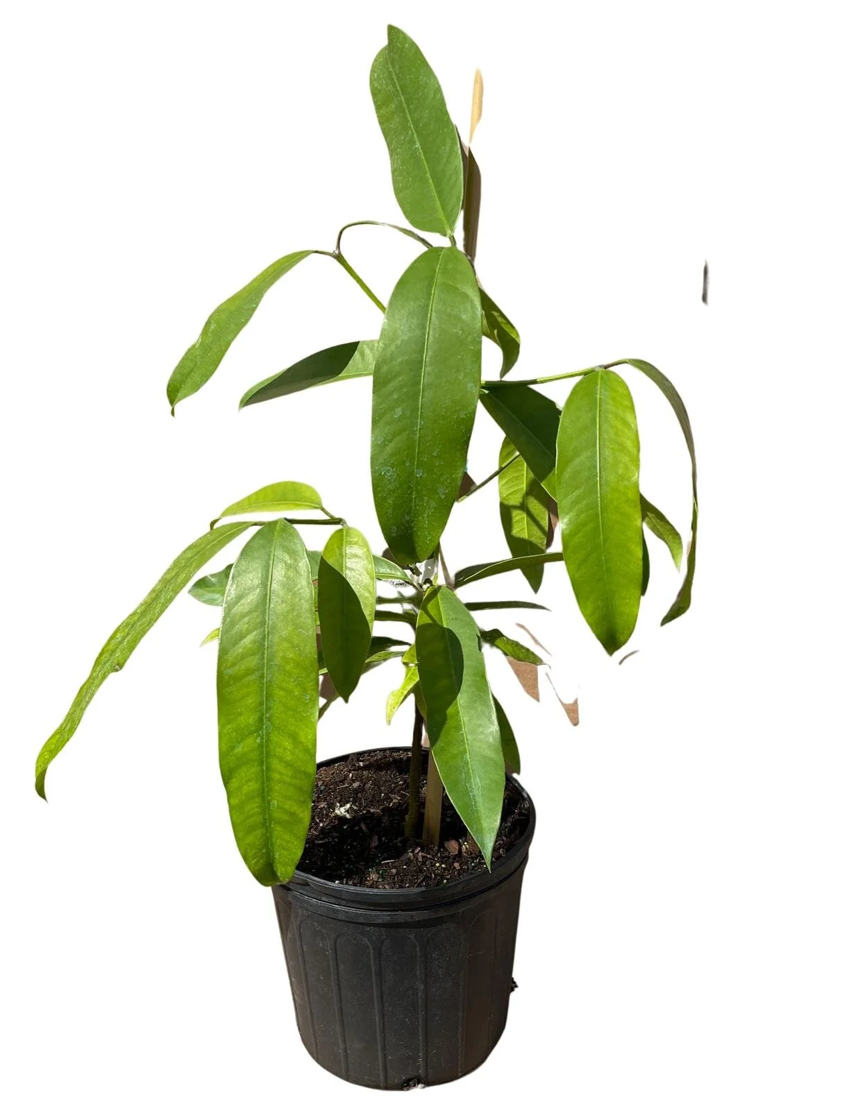 Lemon Drop Mangosteen, Sour – Tropical Fruit Plant - Image 2