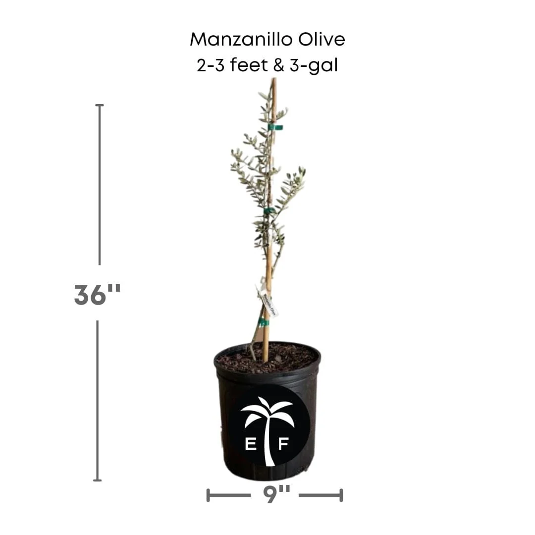 Manzanillo Olive Tree - Image 3