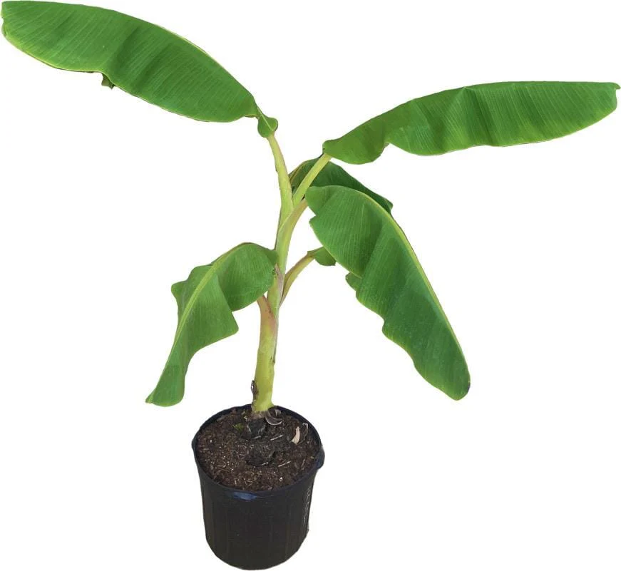 Apple Banana, Manzano, Dwarf Plant - Image 3