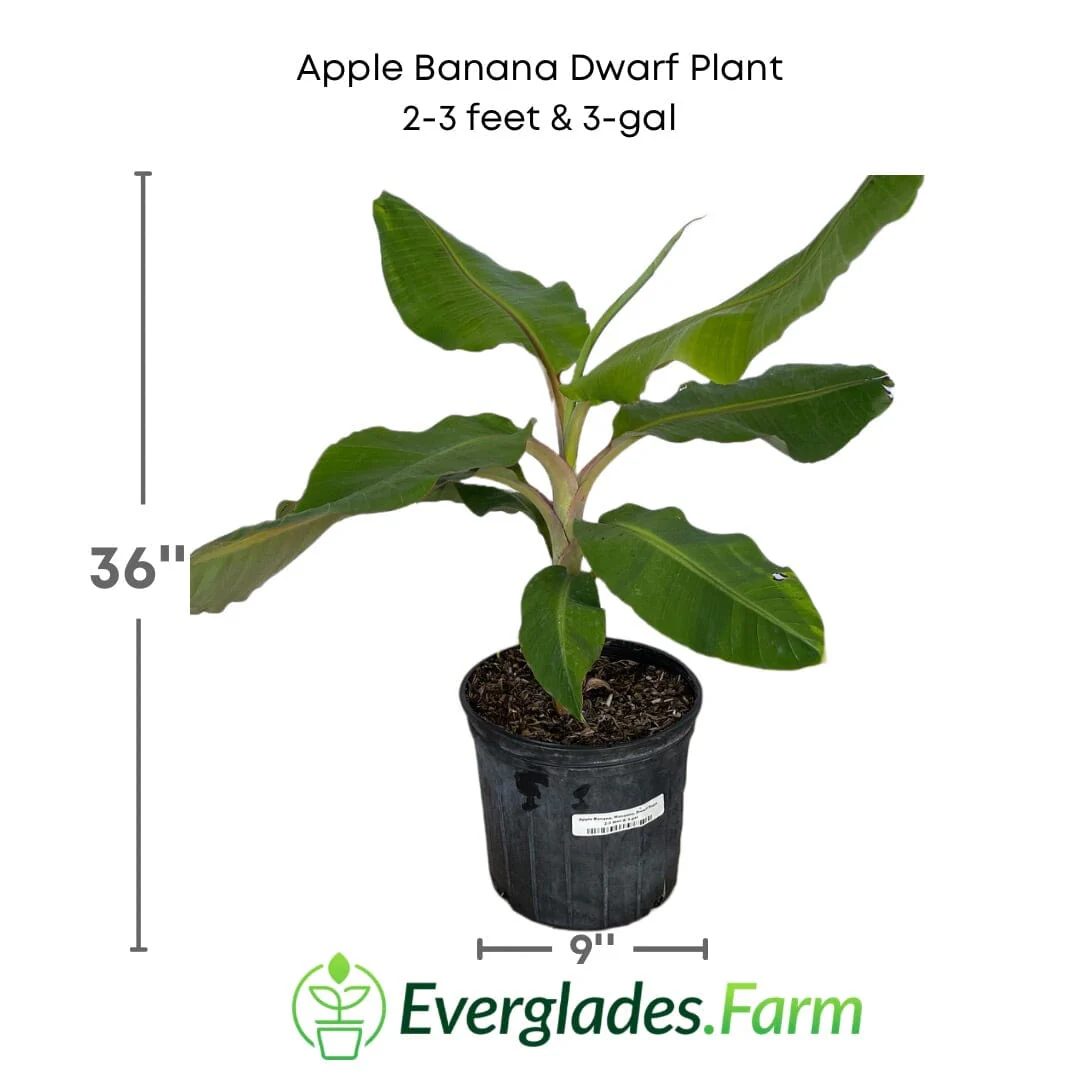Apple Banana, Manzano, Dwarf Plant - Image 5