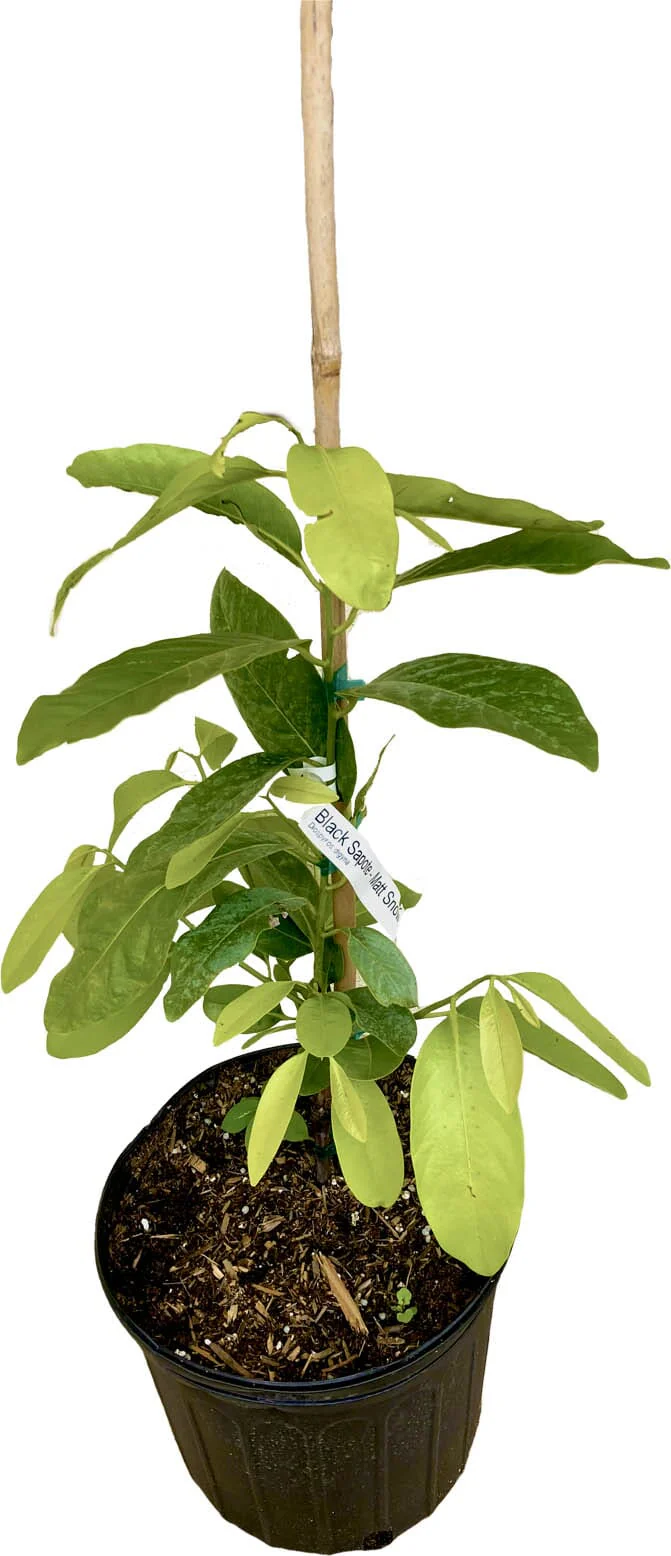 Matt Snow Black Sapote Grafted Tree - Image 3