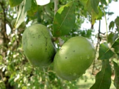 Matt Snow Black Sapote Grafted Tree - Image 4