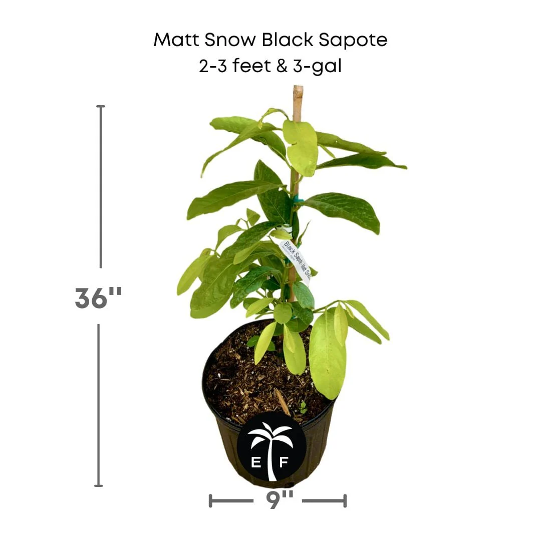 Matt Snow Black Sapote Grafted Tree - Image 5