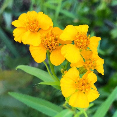 Mexican Mint Marigold | Tagetes lucida