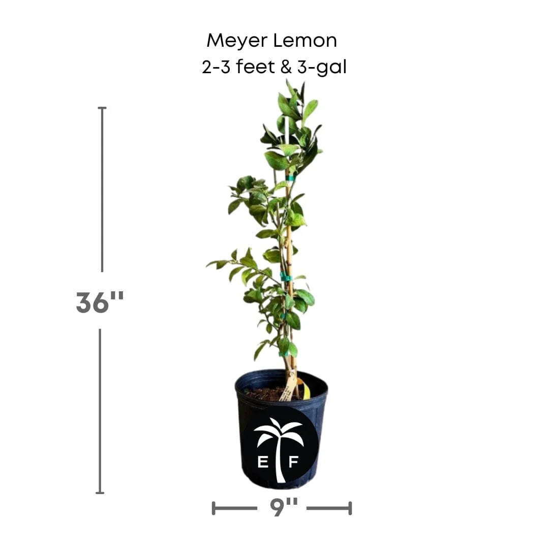 Live Meyer Lemon Tree (Rooted Cutting – Citrus Plant) - Image 3