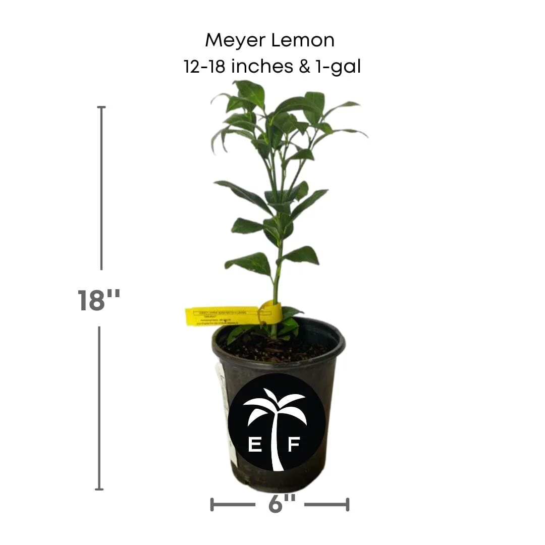 Live Meyer Lemon Tree (Rooted Cutting – Citrus Plant) - Image 4