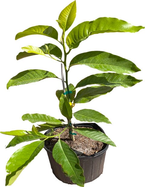 Michelia Alba, White Champaca, Tree Grafted - Image 2