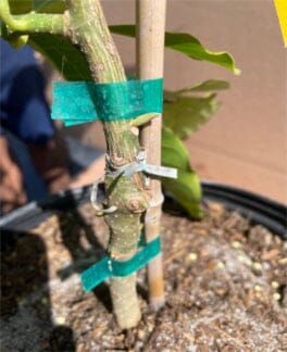 Michelia Alba, White Champaca, Tree Grafted - Image 3