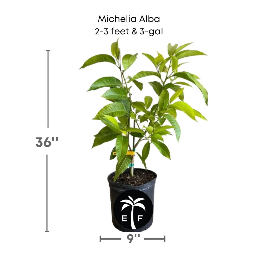 Michelia Alba, White Champaca, Tree Grafted - Image 4