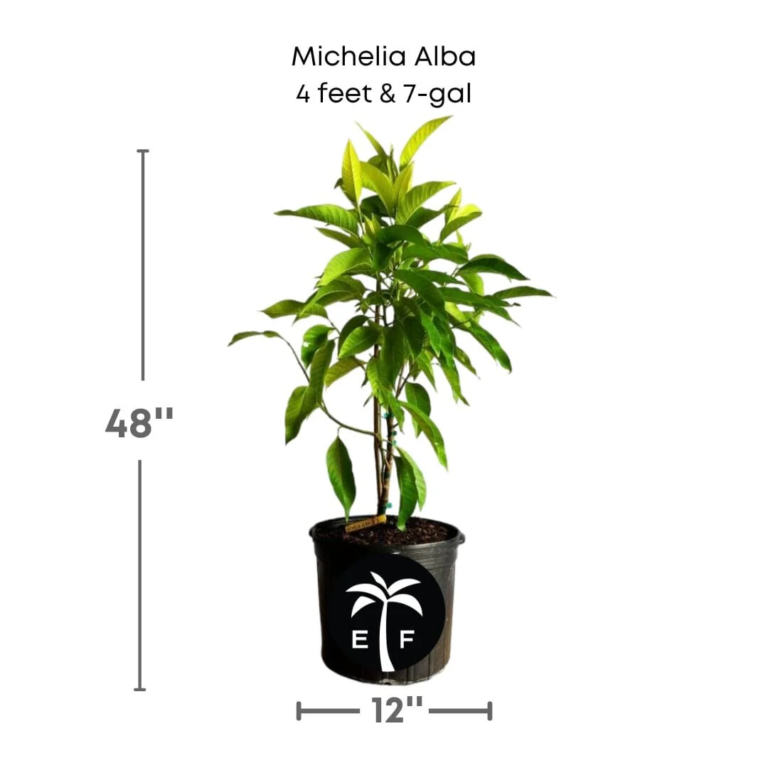 Michelia Alba, White Champaca, Tree Grafted - Image 5
