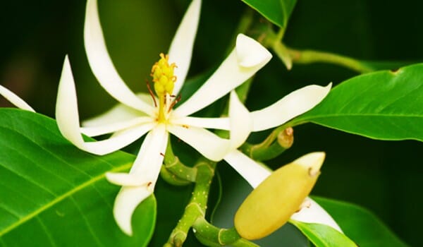 Michelia Champaca, Tree from Seedlings