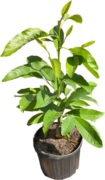 Michelia Champaca, Tree from Seedlings - Image 2