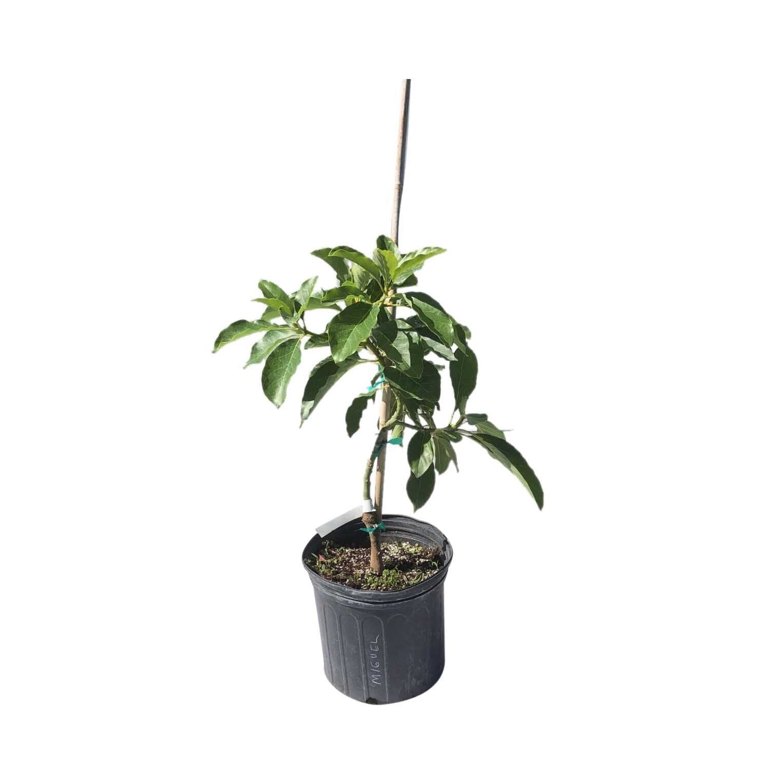 Miguel Avocado Tree, Grafted