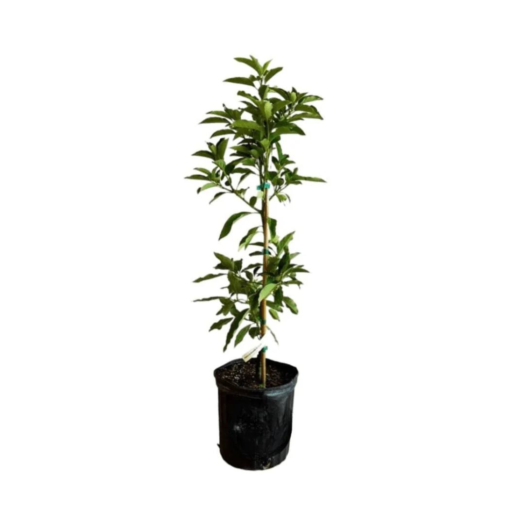 Monroe Avocado Tree, Grafted - Image 3