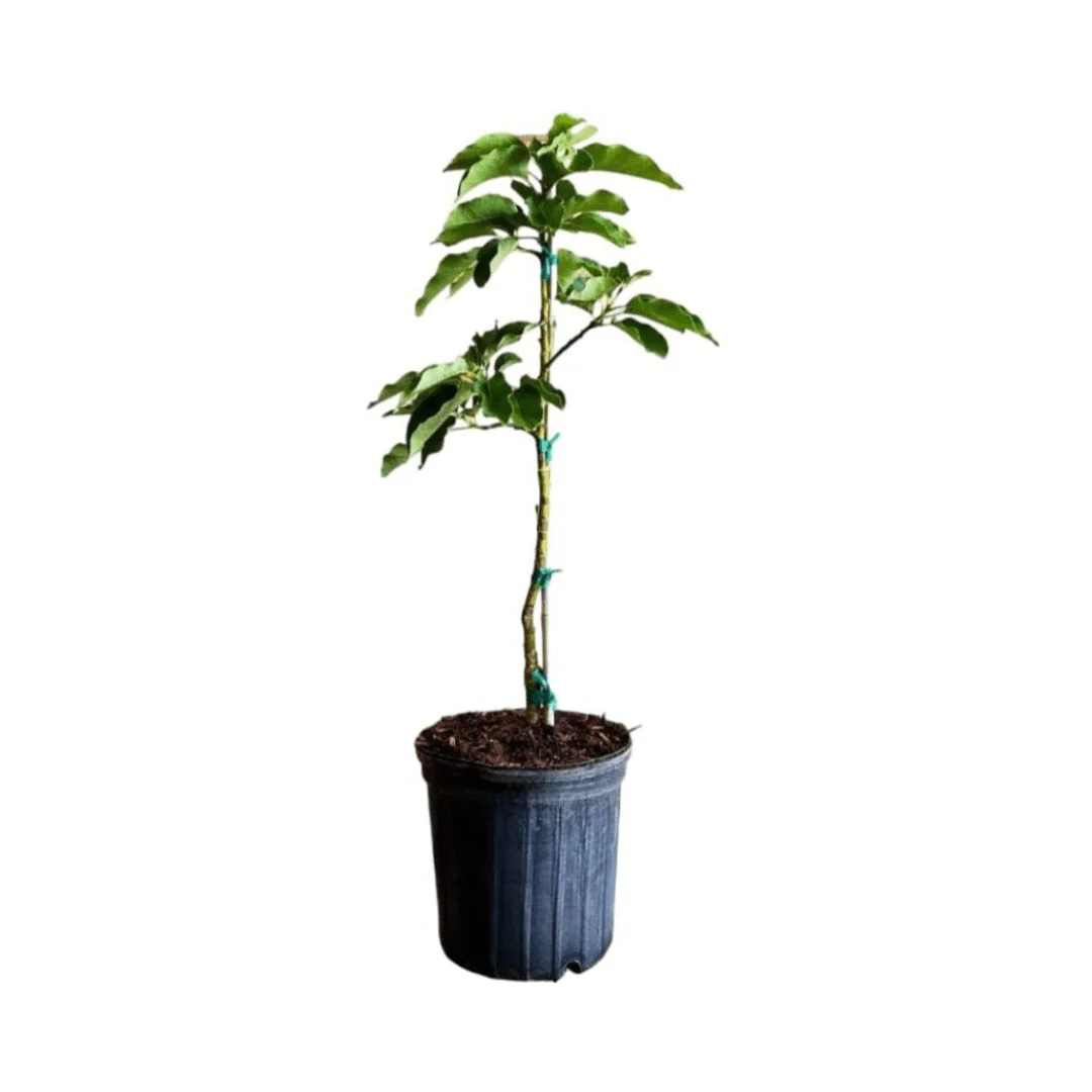 Monroe Avocado Tree, Grafted - Image 4