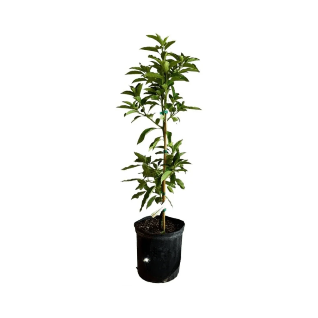 Monroe Avocado Tree, Grafted - Image 5