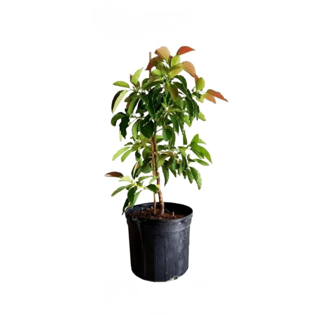 Monroe Avocado Tree, Grafted - Image 6