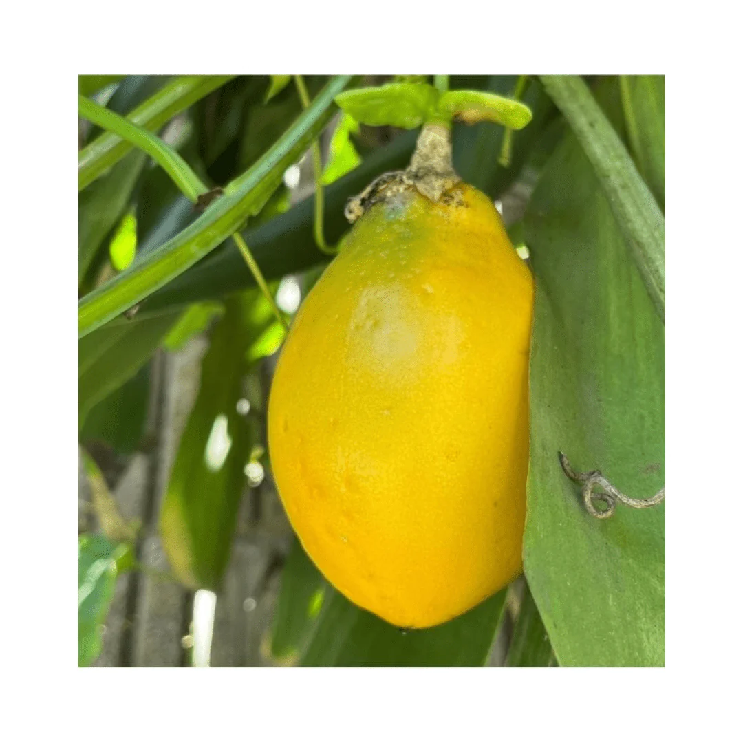 Mountain Sweet Granadilla Plant Exotic Passiflora ligularis from Guatemala Yellow Fruit (ripe) - Image 3