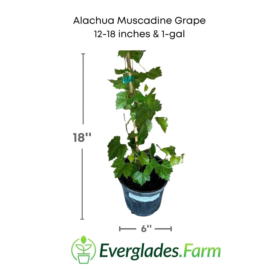 Carlos Muscadine Grape Vine - Vitis rotundifolia - Image 3