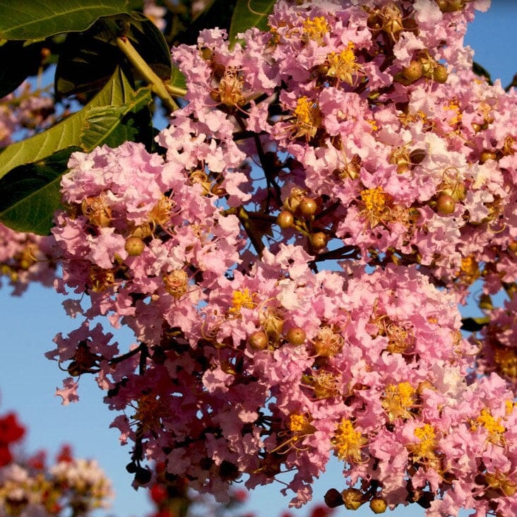 Muskogee Crape Myrtle Plant