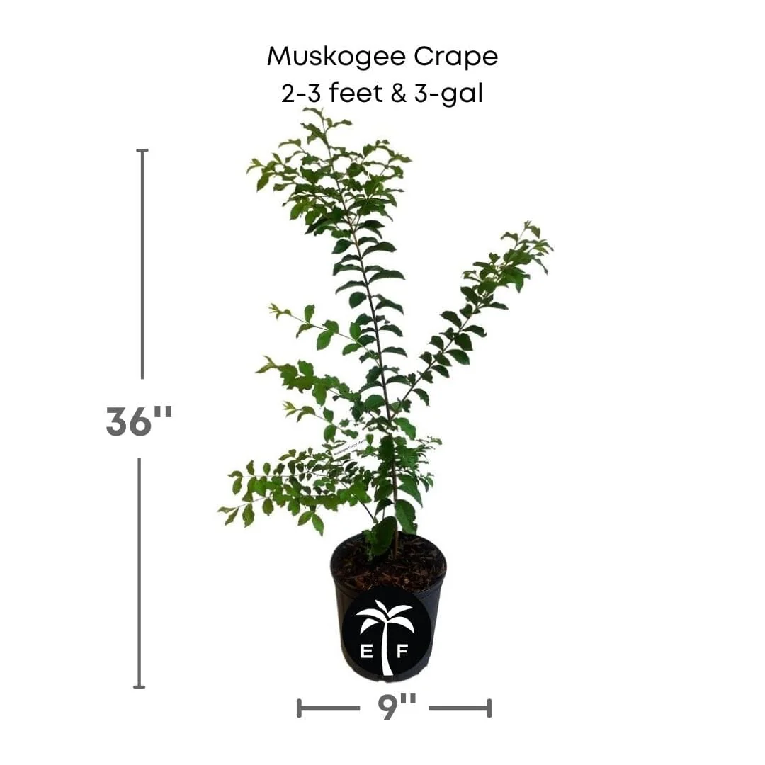 Muskogee Crape Myrtle Plant - Image 2