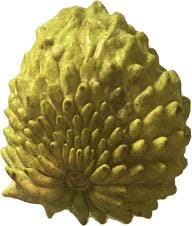 Na Dai Sugar Apple Vietnamese, Sweetsop, Annona Tree - Image 5