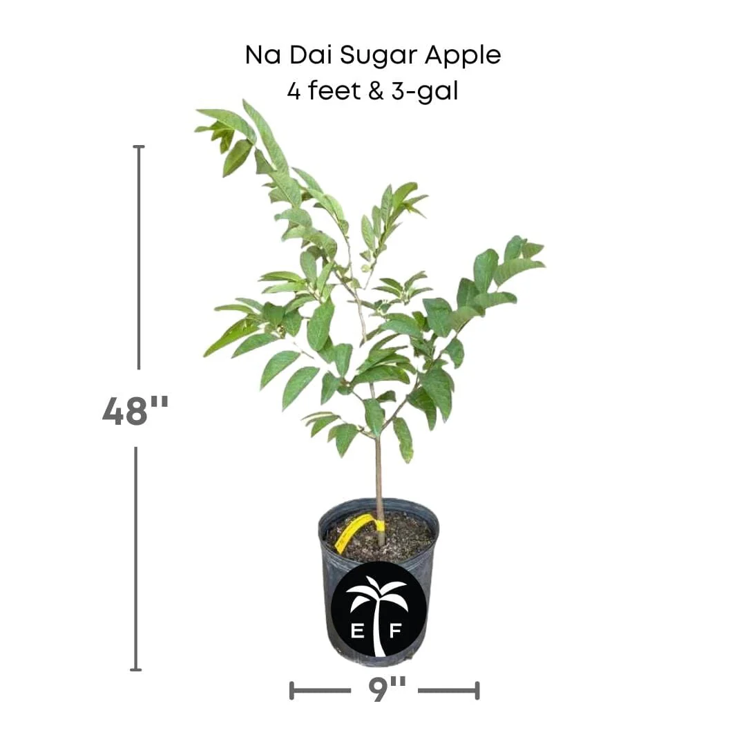 Na Dai Sugar Apple Vietnamese, Sweetsop, Annona Tree - Image 6