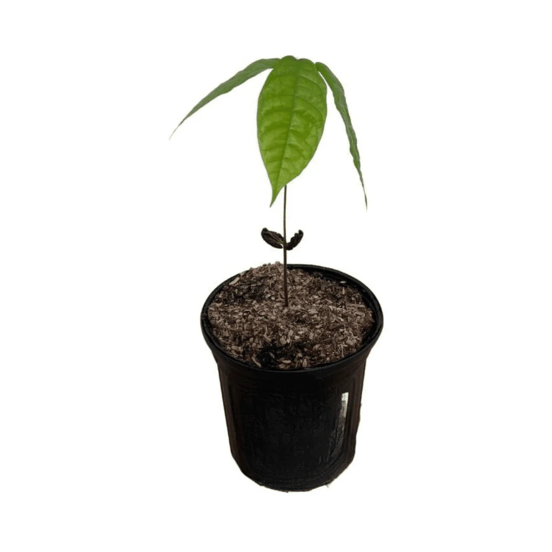Nacional Cacao Chocolate Tree – Rare Heirloom Variety, Live Plant for Home Growing - Image 3