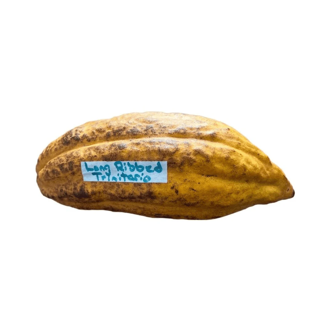 Nacional Cacao Chocolate Tree – Rare Heirloom Variety, Live Plant for Home Growing - Image 4