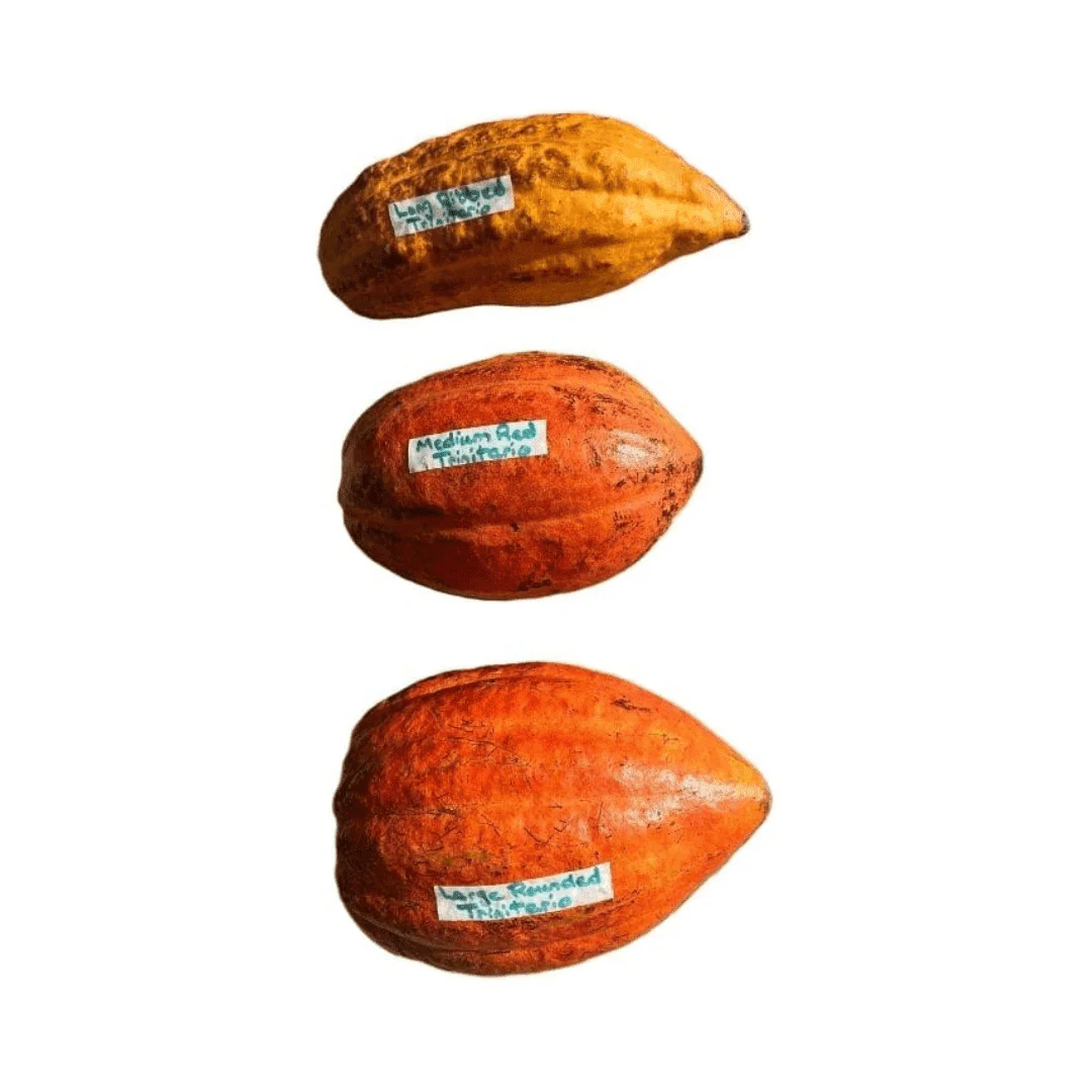 Trinitario Cacao Tree Yellow, Long Ribbed – Fruit-Bearing Theobroma Cacao Tree - Image 6