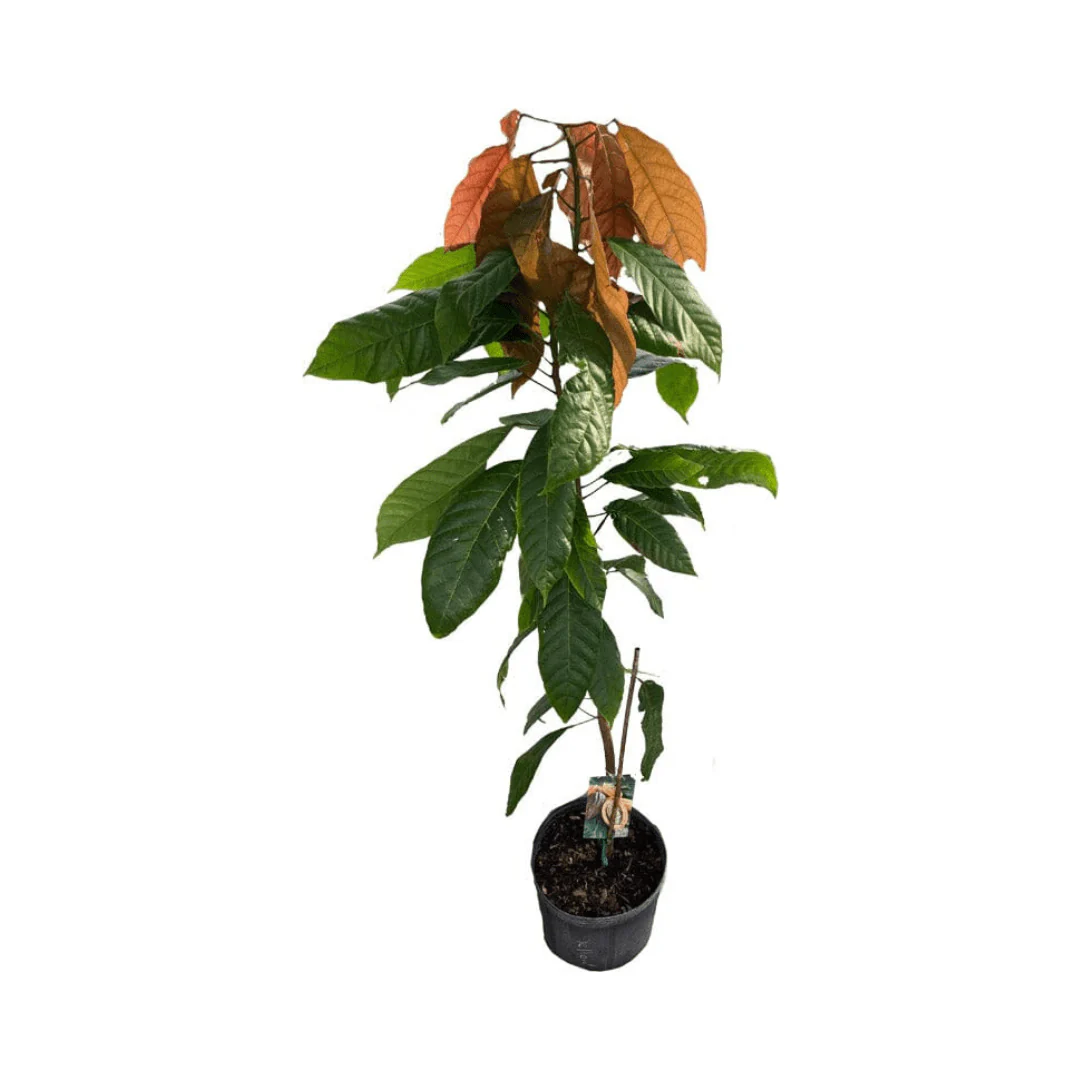Nacional Cacao Chocolate Tree – Rare Heirloom Variety, Live Plant for Home Growing - Image 7