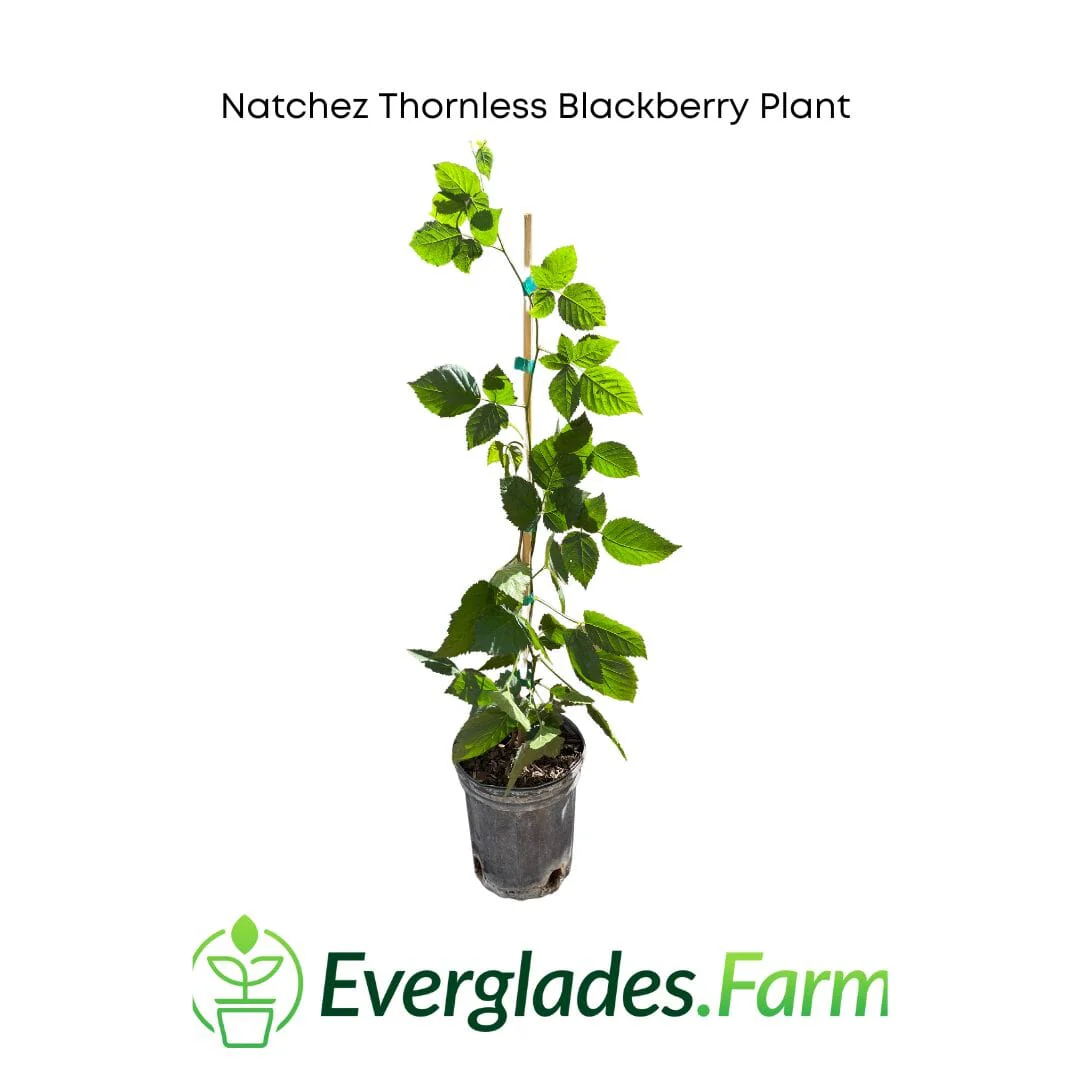 Natchez Thornless Blackberry Plant - Image 3