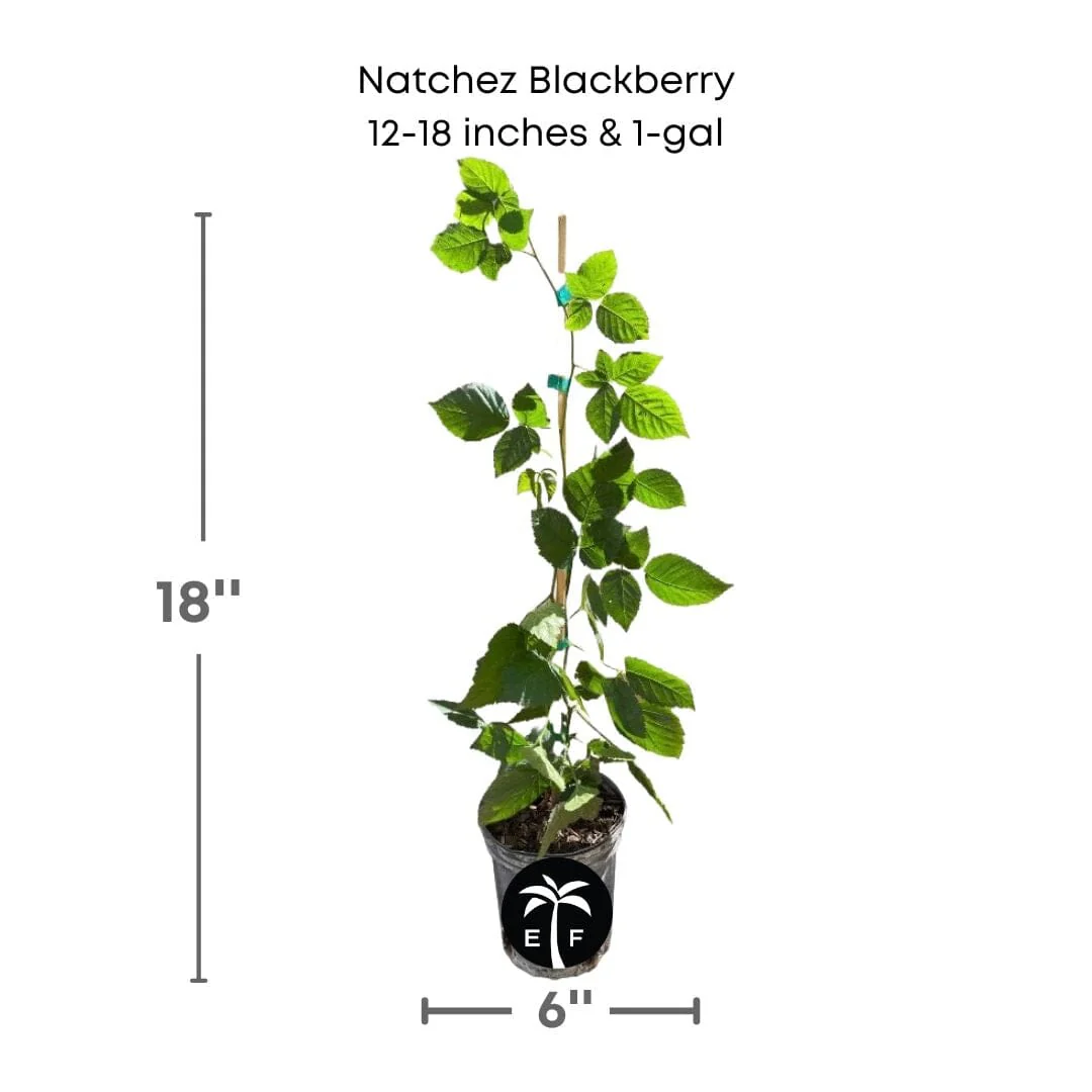 Natchez Thornless Blackberry Plant - Image 4