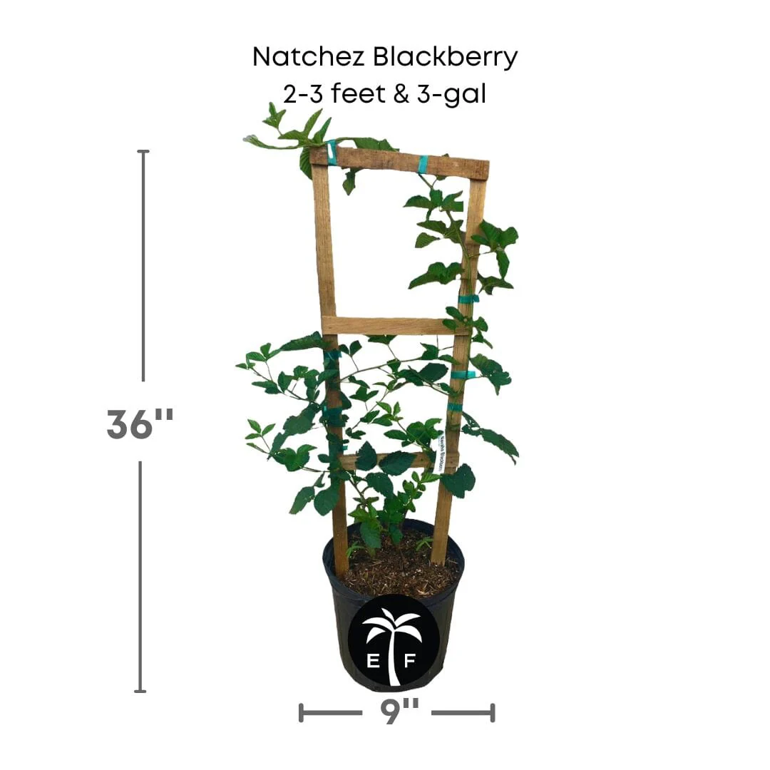 Natchez Thornless Blackberry Plant - Image 5