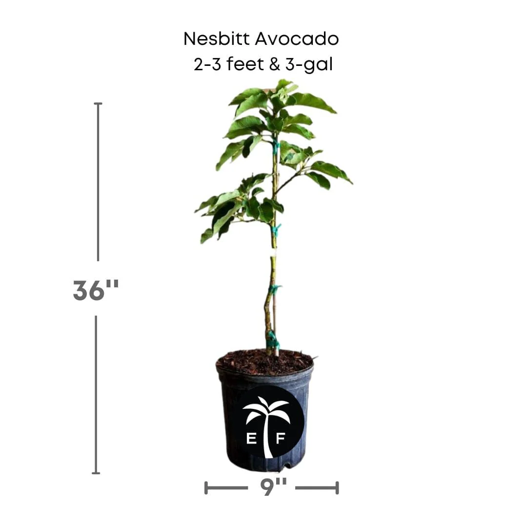 Nesbitt Avocado Tree Grafted - Image 3