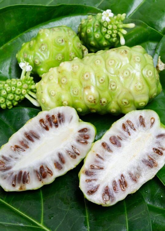 Noni Tree - Image 3