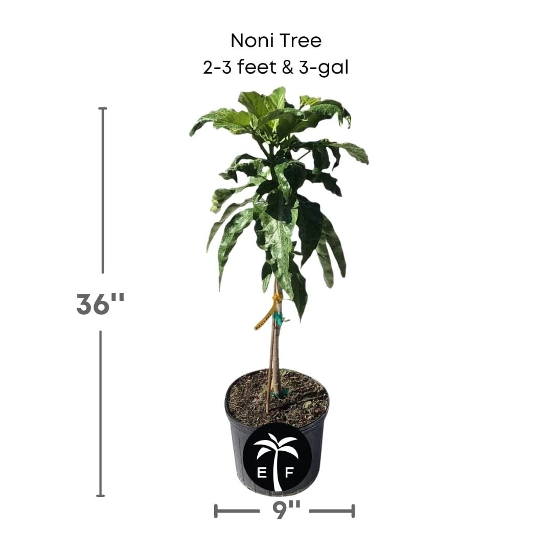 Noni Tree - Image 4