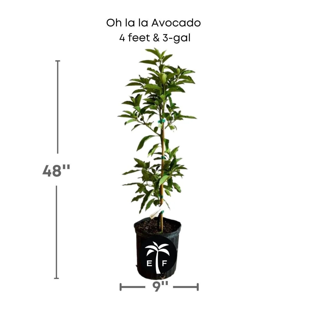 Oh La La Super Hass Avocado Tree, Grafted - Image 3
