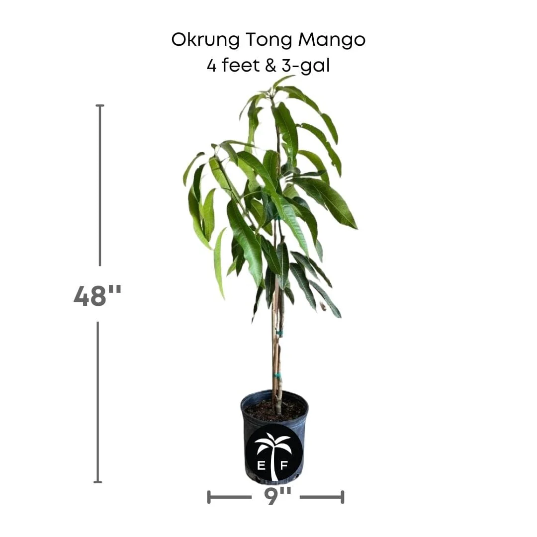 Okrung Tong Mango Tree, Grafted - Image 4