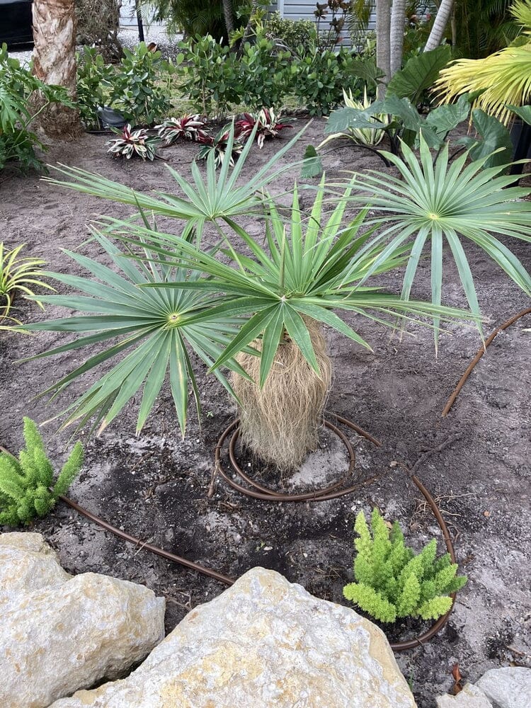 Old Man Palm Unique Ornamental Palm for Indoor & Outdoor Landscaping