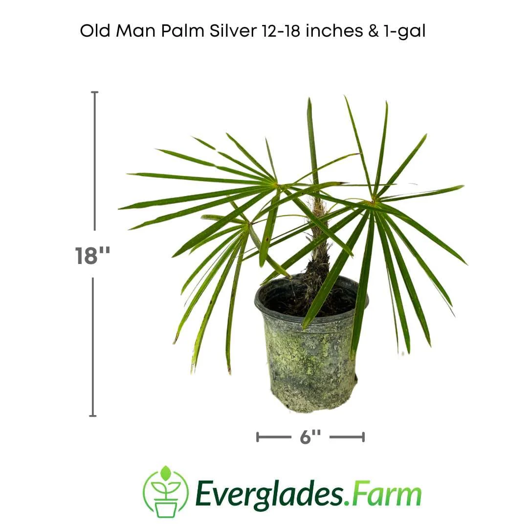 Old Man Palm Unique Ornamental Palm for Indoor & Outdoor Landscaping - Image 2