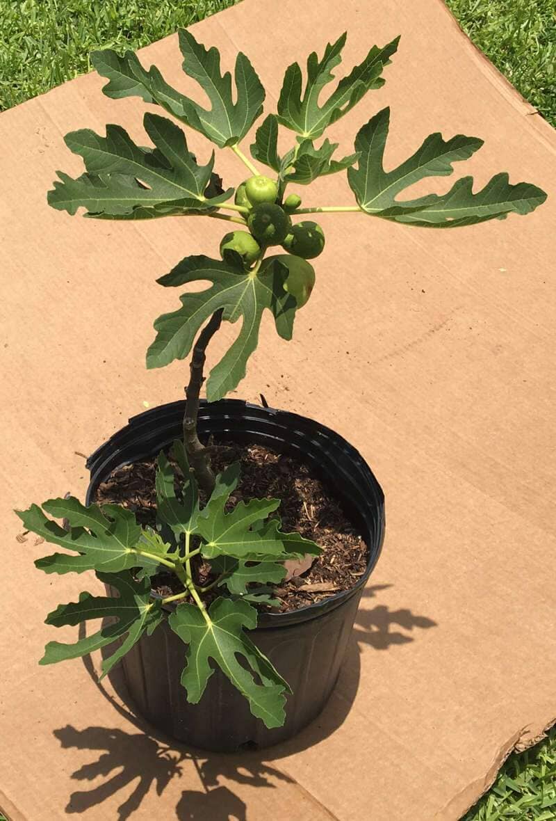 Olympian Fig Tree Dwarf - Image 2
